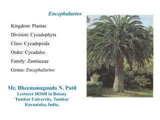 Kingdom: Plantae
Division: Cycadophyta
Class: Cycadopsida
Order: Cycadales
Family: Zamiaceae
Genus: Encephalartos
Encephalartos
Mr. Bheemanagouda N. Patil
Lecturer DOSR in Botany
Tumkur University, Tumkur
Karnataka, India.
 