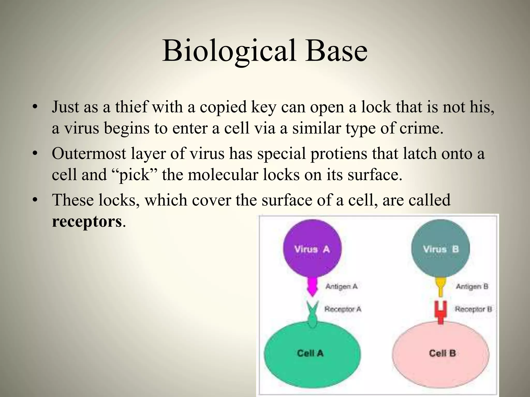 Biological Base
• Just as a thief with a copied key can open a lock that is not his,
a virus begins to enter a cell via a similar type of crime.
• Outermost layer of virus has special protiens that latch onto a
cell and “pick” the molecular locks on its surface.
• These locks, which cover the surface of a cell, are called
receptors.
 