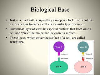 Biological Base
• Just as a thief with a copied key can open a lock that is not his,
a virus begins to enter a cell via a similar type of crime.
• Outermost layer of virus has special protiens that latch onto a
cell and “pick” the molecular locks on its surface.
• These locks, which cover the surface of a cell, are called
receptors.
 