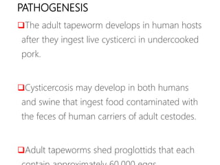 PATHOGENESIS
The adult tapeworm develops in human hosts
after they ingest live cysticerci in undercooked
pork.
Cysticercosis may develop in both humans
and swine that ingest food contaminated with
the feces of human carriers of adult cestodes.
Adult tapeworms shed proglottids that each
 
