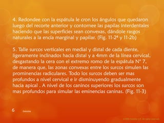 4. Redondee con la espátula le cron los ángulos que quedaron luego del recorte anterior y contornee las papilas interdentales haciendo que las superficies sean convexas, dándole rasgos naturales a la encía marginal y papilar. (Fig. 11-2ª y 11-2b)  5. Talle surcos verticales en medial y distal de cada diente, ligeramente inclinados hacia distal y a 4mm de la línea cervical, desgastando la cera con el extremo romo de la espátula N° 7, de manera que, las zonas convexas entre los surcos simulen las prominencias radiculares. Todo los surcos deben ser mas profundos a nivel cervical e ir disminuyendo gradualmente hacia apical . A nivel de los caninos superiores los surcos son mas profundos para simular las eminencias caninas. (Fig. 11-3) Deloitte 
