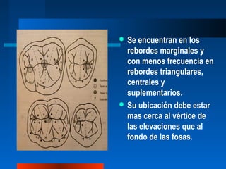  Se encuentran en los
rebordes marginales y
con menos frecuencia en
rebordes triangulares,
centrales y
suplementarios.
 Su ubicación debe estar
mas cerca al vértice de
las elevaciones que al
fondo de las fosas.
 