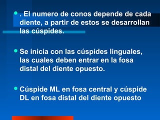 . El numero de conos depende de cada
diente, a partir de estos se desarrollan
las cúspides.
Se inicia con las cúspides linguales,
las cuales deben entrar en la fosa
distal del diente opuesto.
Cúspide ML en fosa central y cúspide
DL en fosa distal del diente opuesto
 