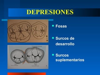 DEPRESIONES
 Fosas
 Surcos de
desarrollo
 Surcos
suplementarios
 