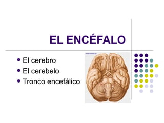 EL ENCÉFALO
 El cerebro
 El cerebelo

 Tronco encefálico
 
