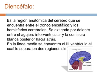 Diencéfalo:
Es la región anatómica del cerebro que se
encuentra entre el tronco encefálico y los
hemisferios cerebrales. Se extiende por delante
entre el agujero interventricular y la comisura
blanca posterior hacia atrás.
En la línea media se encuentra el III ventrículo el
cual lo separa en dos regiones simétricas.

 