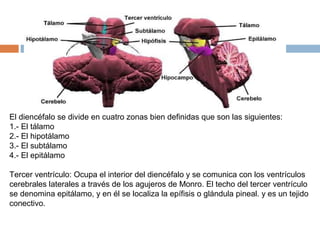 El diencéfalo se divide en cuatro zonas bien definidas que son las siguientes:
1.- El tálamo
2.- El hipotálamo
3.- El subtálamo
4.- El epitálamo
Tercer ventrículo: Ocupa el interior del diencéfalo y se comunica con los ventrículos
cerebrales laterales a través de los agujeros de Monro. El techo del tercer ventrículo
se denomina epitálamo, y en él se localiza la epífisis o glándula pineal. y es un tejido
conectivo.

 
