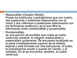 



Mesencéfalo (Cerebro Medio):
Posee los tubérculos cuadrigéminos que son cuatro,
dos superiores o anteriores relacionados con la
visión y dos inferiores o posteriores relacionados con
los fenómenos auditivos y es el que filtra la
información entre rombencéfalo y prosencéfalo
Rombencéfalo 
es una porción de encéfalo que rodea al cuarto
ventrículo cerebral; lo integran mielencéfalo y
metencéfalo juntamente. Se encuentra localizado en
la parte inmediatamente superior de la médula
espinal y está formado por tres estructuras: el bulbo,
la protuberancia anular o puente de Varolio, y el
cerebelo. En él se encuentra, también, el cuarto
ventrículo.

 