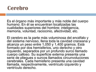 Cerebro
Es el órgano más importante y más noble del cuerpo
humano. En él se encuentran localizadas las
cualidades superiores del hombre; inteligencia,
memoria, voluntad, raciocinio, afectividad, etc.
El cerebro es la parte más voluminosa del encéfalo y
del sistema nervioso, llena toda la cavidad craneana y
alcanza un peso entre 1,050 y 1,400 gramos. Está
formado por dos hemisferios, uno derecho y otro
izquierdo, separados por un profundo surco llamado
cuerpo calloso. Su superficie externa presenta una
serie de pliegues o surcos llamados circunvoluciones
cerebrales. Cada hemisferio presenta una cavidad
llamada, respectivamente, ventrículo izquierdo y
ventrículo derecho.

 