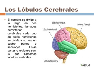 Los Lóbulos Cerebrales


El cerebro se divide a
lo largo en dos
hemisferios, llamados
hemisferios
cerebrales cada uno
de estos hemisferios
se divide a su vez en
cuatro
partes
o
secciones.
Estas
partes o regiones son 
lo
que
llamamos
lóbulos cerebrales.

 