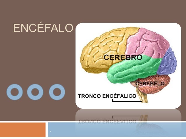 Encéfalo