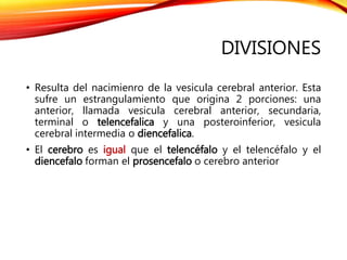 DIVISIONES
• Resulta del nacimienro de la vesicula cerebral anterior. Esta
sufre un estrangulamiento que origina 2 porciones: una
anterior, llamada vesicula cerebral anterior, secundaria,
terminal o telencefalica y una posteroinferior, vesicula
cerebral intermedia o diencefalica.
• El cerebro es igual que el telencéfalo y el telencéfalo y el
diencefalo forman el prosencefalo o cerebro anterior
 