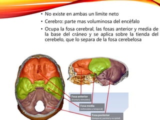 • No existe en ambas un limite neto
• Cerebro: parte mas voluminosa del encéfalo
• Ocupa la fosa cerebral, las fosas anterior y media de
la base del cráneo y se aplica sobre la tienda del
cerebelo, que lo separa de la fosa cerebelosa
 
