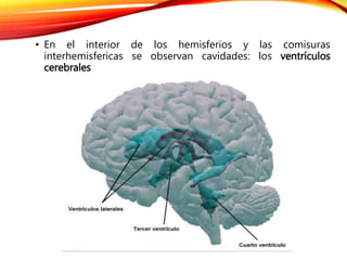 • En el interior de los hemisferios y las comisuras
interhemisfericas se observan cavidades: los ventrículos
cerebrales
 