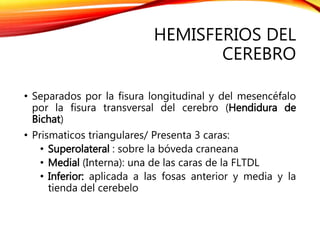 HEMISFERIOS DEL
CEREBRO
• Separados por la fisura longitudinal y del mesencéfalo
por la fisura transversal del cerebro (Hendidura de
Bichat)
• Prismaticos triangulares/ Presenta 3 caras:
• Superolateral : sobre la bóveda craneana
• Medial (Interna): una de las caras de la FLTDL
• Inferior: aplicada a las fosas anterior y media y la
tienda del cerebelo
 
