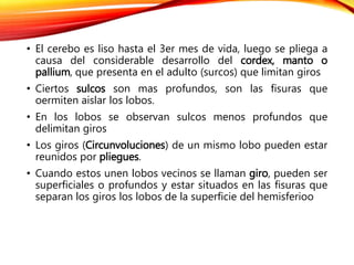 • El cerebo es liso hasta el 3er mes de vida, luego se pliega a
causa del considerable desarrollo del cordex, manto o
pallium, que presenta en el adulto (surcos) que limitan giros
• Ciertos sulcos son mas profundos, son las fisuras que
oermiten aislar los lobos.
• En los lobos se observan sulcos menos profundos que
delimitan giros
• Los giros (Circunvoluciones) de un mismo lobo pueden estar
reunidos por pliegues.
• Cuando estos unen lobos vecinos se llaman giro, pueden ser
superficiales o profundos y estar situados en las fisuras que
separan los giros los lobos de la superficie del hemisferioo
 