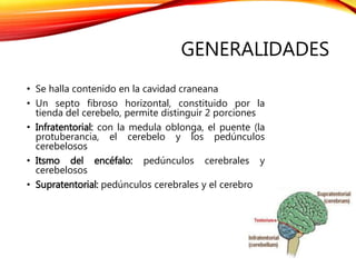 GENERALIDADES
• Se halla contenido en la cavidad craneana
• Un septo fibroso horizontal, constituido por la
tienda del cerebelo, permite distinguir 2 porciones
• Infratentorial: con la medula oblonga, el puente (la
protuberancia, el cerebelo y los pedúnculos
cerebelosos
• Itsmo del encéfalo: pedúnculos cerebrales y
cerebelosos
• Supratentorial: pedúnculos cerebrales y el cerebro
 
