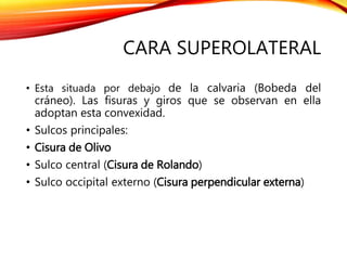 CARA SUPEROLATERAL
• Esta situada por debajo de la calvaria (Bobeda del
cráneo). Las fisuras y giros que se observan en ella
adoptan esta convexidad.
• Sulcos principales:
• Cisura de Olivo
• Sulco central (Cisura de Rolando)
• Sulco occipital externo (Cisura perpendicular externa)
 
