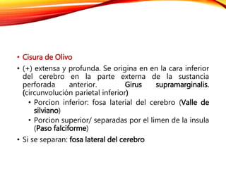 • Cisura de Olivo
• (+) extensa y profunda. Se origina en en la cara inferior
del cerebro en la parte externa de la sustancia
perforada anterior. Girus supramarginalis.
(circunvolución parietal inferior)
• Porcion inferior: fosa laterial del cerebro (Valle de
silviano)
• Porcion superior/ separadas por el limen de la insula
(Paso falciforme)
• Si se separan: fosa lateral del cerebro
 