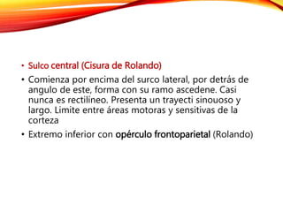 • Sulco central (Cisura de Rolando)
• Comienza por encima del surco lateral, por detrás de
angulo de este, forma con su ramo ascedene. Casi
nunca es rectilíneo. Presenta un trayecti sinouoso y
largo. Limite entre áreas motoras y sensitivas de la
corteza
• Extremo inferior con opérculo frontoparietal (Rolando)
 