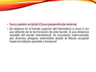 • Surco parieto occipital (Cisura perpendicular externa)
• Se observa en el borde superior del hemisferio a unos 5 cm
por delante de la terminación de este borde. A una distancia
variable del borde inferolateral. Se encuentra interrumoido
por diversos pliegues extendidos desde el lóbulo occipital
hasta los lobulos parietal y temporal
 