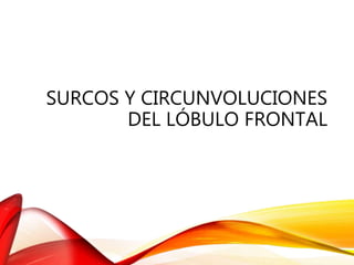 SURCOS Y CIRCUNVOLUCIONES
DEL LÓBULO FRONTAL
 