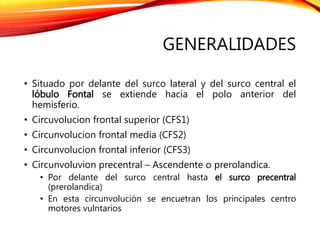 GENERALIDADES
• Situado por delante del surco lateral y del surco central el
lóbulo Fontal se extiende hacia el polo anterior del
hemisferio.
• Circuvolucion frontal superior (CFS1)
• Circunvolucion frontal media (CFS2)
• Circunvolucion frontal inferior (CFS3)
• Circunvoluvion precentral – Ascendente o prerolandica.
• Por delante del surco central hasta el surco precentral
(prerolandica)
• En esta circunvolución se encuetran los principales centro
motores vulntarios
 