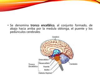• Se denomina tronco encefálico, al conjunto formado, de
abajo hacia arriba por la medula oblonga, el puente y los
pedúnculos cerebrales
 