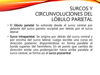 SURCOS Y
CIRCUNVOLUCIONES DEL
LÓBULO PARIETAL
• El lóbulo parietal Se extiende desde el surco central por
delante del surco parieto occipital por detrás por el surco
lateral
• Surco intraparietal. Se origina por detrás del surco central y
por encima del surco lateral. Luego escribe una curva en
dirección posterior, disponiéndose en forma paralela al
borde superior del hemisferio. En ek punto que cambia de
dirección emite una prolongación hacia arriba paralela al
surco central, se forma asi el surco poscentral
 