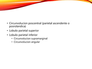 • Circunvolucion poscentral (parietal ascendente o
posrolandica)
• Lobulo parietal superior
• Lobulo parietal inferior
• Circunvolucion supramarginal
• Circunvolucion angular
 