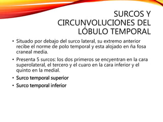 SURCOS Y
CIRCUNVOLUCIONES DEL
LÓBULO TEMPORAL
• Situado por debajo del surco lateral, su extremo anterior
recibe el norme de polo temporal y esta alojado en ña fosa
craneal media.
• Presenta 5 surcos: los dos primeros se encyentran en la cara
superolateral, el tercero y el cuaro en la cara inferior y el
quinto en la medial.
• Surco temporal superior
• Surco temporal inferior
 