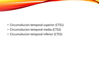 • Circunvolucion temporal superior (CTS1)
• Circunvolucion temporal media (CTS2)
• Circunvolucion temporal inferior (CTS3)
 