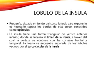 LOBULO DE LA INSULA
• Produnfo, situado en fondo del surco lateral, para exponerlo
es necesario separa los bordes de este surco, conocidos
como opérculos
• La insula tiene una forma triangular de vértice anterior
inferior, donde se localiza el limen de la insula, a travez del
cual la corteza se continua con las cortezas frontal y
temporal. La insula se encuentra separada de los lubulos
vecinos por el surco circular de la insula
 