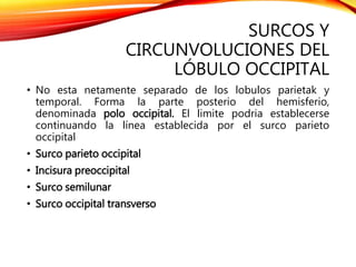 SURCOS Y
CIRCUNVOLUCIONES DEL
LÓBULO OCCIPITAL
• No esta netamente separado de los lobulos parietak y
temporal. Forma la parte posterio del hemisferio,
denominada polo occipital. El limite podria establecerse
continuando la línea establecida por el surco parieto
occipital
• Surco parieto occipital
• Incisura preoccipital
• Surco semilunar
• Surco occipital transverso
 