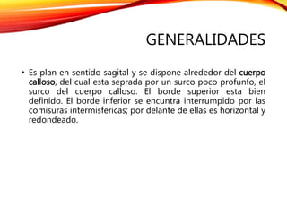 GENERALIDADES
• Es plan en sentido sagital y se dispone alrededor del cuerpo
calloso, del cual esta seprada por un surco poco profunfo, el
surco del cuerpo calloso. El borde superior esta bien
definido. El borde inferior se encuntra interrumpido por las
comisuras intermisfericas; por delante de ellas es horizontal y
redondeado.
 