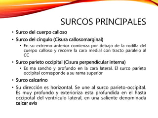 SURCOS PRINCIPALES
• Surco del cuerpo calloso
• Surco del cíngulo (Cisura callosomarginal)
• En su extremo anterior comienza por debajo de la rodilla del
cuerpo calloso y recorre la cara medial con tracto paralelo al
CC
• Surco parieto occipital (Cisura perpendicular interna)
• Es ma sancho y profundo en la cara lateral. El surco parieto
occipital corresponde a su rama superior
• Surco calcarino
• Su dirección es horizontal. Se une al surco parieto-occipital.
Es muy profundo y exterioriza esta profundida en el hasta
occipotal del ventrículo lateral, en una saliente denominada
calcar avis
 