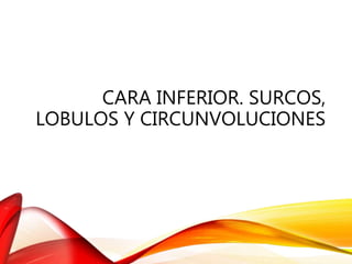 CARA INFERIOR. SURCOS,
LOBULOS Y CIRCUNVOLUCIONES
 