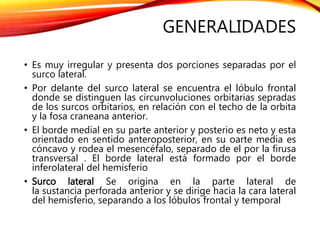 GENERALIDADES
• Es muy irregular y presenta dos porciones separadas por el
surco lateral.
• Por delante del surco lateral se encuentra el lóbulo frontal
donde se distinguen las circunvoluciones orbitarias sepradas
de los surcos orbitarios, en relación con el techo de la orbita
y la fosa craneana anterior.
• El borde medial en su parte anterior y posterio es neto y esta
orientado en sentido anteroposterior, en su oarte media es
cóncavo y rodea el mesencéfalo, separado de el por la firusa
transversal . El borde lateral está formado por el borde
inferolateral del hemisferio
• Surco lateral Se origina en la parte lateral de
la sustancia perforada anterior y se dirige hacia la cara lateral
del hemisferio, separando a los lóbulos frontal y temporal
 