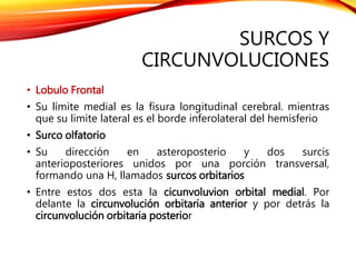 SURCOS Y
CIRCUNVOLUCIONES
• Lobulo Frontal
• Su límite medial es la fisura longitudinal cerebral. mientras
que su limite lateral es el borde inferolateral del hemisferio
• Surco olfatorio
• Su dirección en asteroposterio y dos surcis
anterioposteriores unidos por una porción transversal,
formando una H, llamados surcos orbitarios
• Entre estos dos esta la cicunvoluvion orbital medial. Por
delante la circunvolución orbitaria anterior y por detrás la
circunvolución orbitaria posterior
 