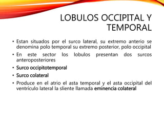 LOBULOS OCCIPITAL Y
TEMPORAL
• Estan situados por el surco lateral, su extremo anterio se
denomina polo temporal su extremo posterior, polo occipital
• En este sector los lobulos presentan dos surcos
anteroposteriores
• Surco occipitotemporal
• Surco colateral
• Produce en el atrio el asta temporal y el asta occipital del
ventrículo lateral la sliente llamada eminencia colateral
 