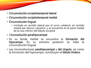 • Circunvolución occipitotemporal lateral
• Circunvolución occipitotemporal medial
• Circunvolución lingual
• Limitada en sentido lateral por el surco colateral. en sentido
medial por elsurco calcarino. y se encuentra en la parte medial
de la cara inferior del lóbulo occipital
• Circunvolución parahipocampal
• En su borde medial se encuentra la formación del
hipocampo. En su extremo posterior se halla la
circunvolución lingual
• Las circunvoluciones parahipocampal y del cíngulo, así como
la formación del hipocampo, constituyen el lóbulo límbico
 