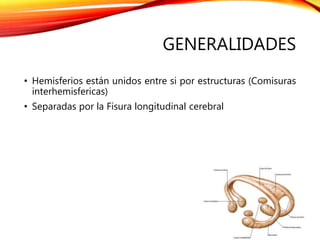 GENERALIDADES
• Hemisferios están unidos entre si por estructuras (Comisuras
interhemisfericas)
• Separadas por la Fisura longitudinal cerebral
 