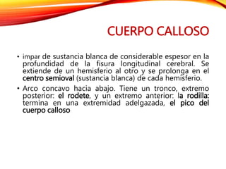 CUERPO CALLOSO
• impar de sustancia blanca de considerable espesor en la
profundidad de la fisura longitudinal cerebral. Se
extiende de un hemisferio al otro y se prolonga en el
centro semioval (sustancia blanca) de cada hemisferio.
• Arco concavo hacia abajo. Tiene un tronco, extremo
posterior: el rodete, y un extremo anterior: la rodilla:
termina en una extremidad adelgazada, el pico del
cuerpo calloso
 