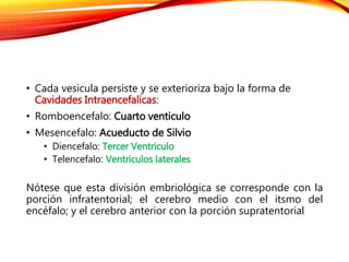 • Cada vesicula persiste y se exterioriza bajo la forma de
Cavidades Intraencefalicas:
• Romboencefalo: Cuarto venticulo
• Mesencefalo: Acueducto de Silvio
• Diencefalo: Tercer Ventriculo
• Telencefalo: Ventriculos laterales
Nótese que esta división embriológica se corresponde con la
porción infratentorial; el cerebro medio con el itsmo del
encéfalo; y el cerebro anterior con la porción supratentorial
 