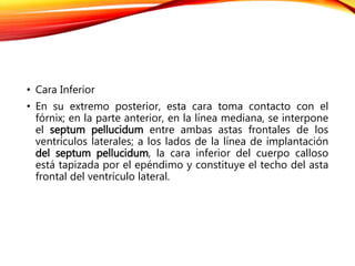 • Cara Inferior
• En su extremo posterior, esta cara toma contacto con el
fórnix; en la parte anterior, en la línea mediana, se interpone
el septum pellucidum entre ambas astas frontales de los
ventrículos laterales; a los lados de la línea de implantación
del septum pellucidum, la cara inferior del cuerpo calloso
está tapizada por el epéndimo y constituye el techo del asta
frontal del ventrículo lateral.
 