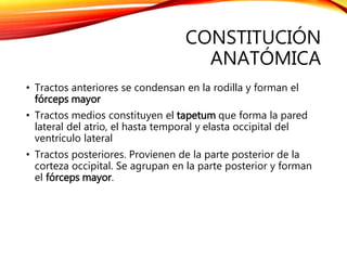 CONSTITUCIÓN
ANATÓMICA
• Tractos anteriores se condensan en la rodilla y forman el
fórceps mayor
• Tractos medios constituyen el tapetum que forma la pared
lateral del atrio, el hasta temporal y elasta occipital del
ventrículo lateral
• Tractos posteriores. Provienen de la parte posterior de la
corteza occipital. Se agrupan en la parte posterior y forman
el fórceps mayor.
 