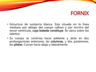 FORNIX
• Estructura de sustancia blanca. Esta situada en la línea
mediana por debajo del cuerpo calloso y por encima del
tercer ventrículo, cuya bobeda constituye. Se ubica sobre los
talamos
• Su cuerpo se continúa hacia adelante y atrás en dos
prolongaciones anteriores, las columnas, y dos posteriores,
los pilares. Curvan hacia abajo y lateralmente
 