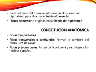 • Cada columna del fornix se intriduce en el espesor del
hipotálamo para alcanzar el tubérculo mamilar
• Pilares del fornix se originan en la fimbria del hipocampo
CONSTITUCION ANATÓMICA
• Fibras longitudinales
• Fibras transversales o comisurales. Forman la comisura del
fornix (Lira de David)
• Fibras precomisurales. Parten de la columna y se dirigen a los
nucleos septales.
 