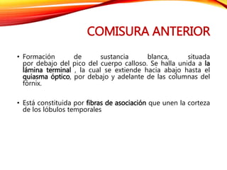 COMISURA ANTERIOR
• Formación de sustancia blanca, situada
por debajo del pico del cuerpo calloso. Se halla unida a la
lámina terminal , la cual se extiende hacia abajo hasta el
quiasma óptico, por debajo y adelante de las columnas del
fórnix.
• Está constituida por fibras de asociación que unen la corteza
de los lóbulos temporales
 