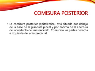 COMISURA POSTERIOR
• La comisura posterior (epitalámica) está situada por debajo
de la base de la glándula pineal y por encima de la abertura
del acueducto del mesencéfalo. Comunica las partes derecha
e izquierda del área pretectal
 